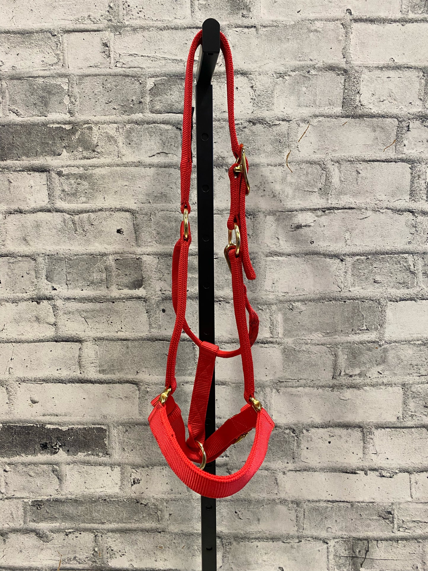 Big D Nylon Halter Red F